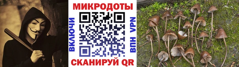 Псилоцибиновые грибы Psilocybe  Купить  Алатырь 